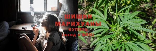 прущие грибы Бронницы